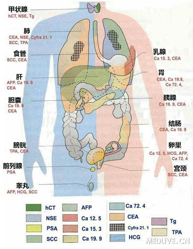 肿瘤标志物.jpg